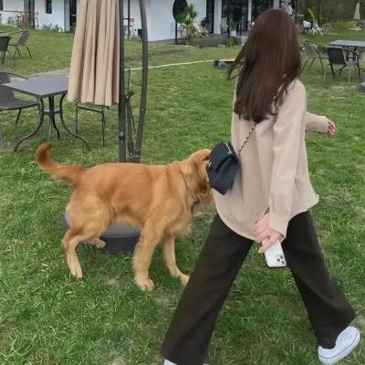 蔷薇处处开